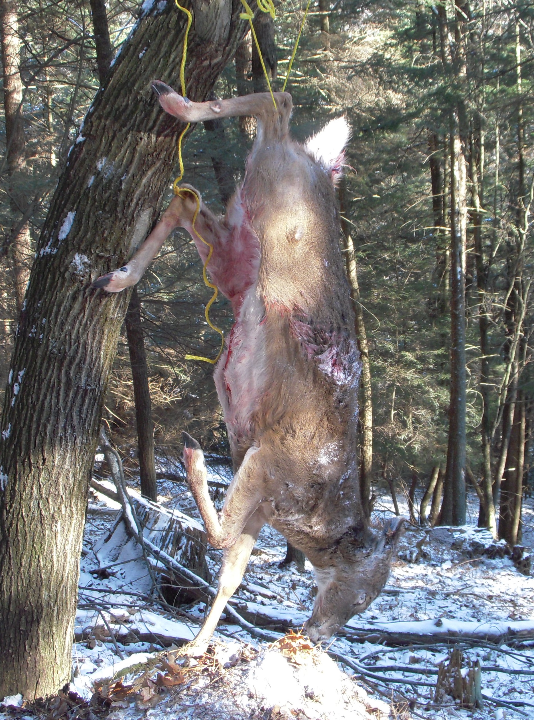Deer Hanging Jan 2015
